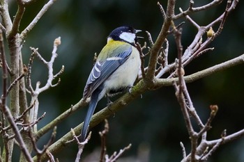 シジュウカラ 長居公園植物園 2024年3月9日(土)