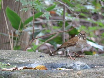 Pale Thrush 東京 井ノ頭公園 Fri, 11/16/2018