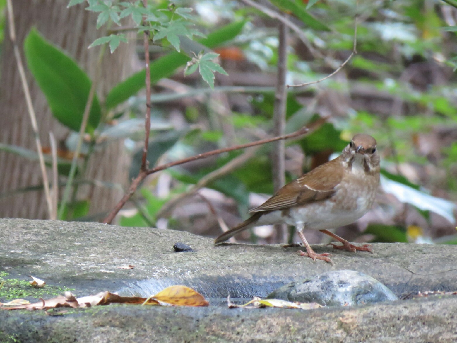 Pale Thrush