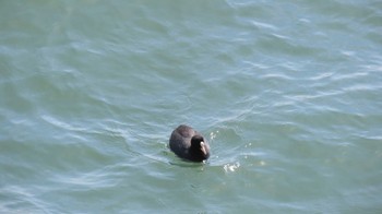 Eurasian Coot 長良川河口堰 Mon, 3/11/2024