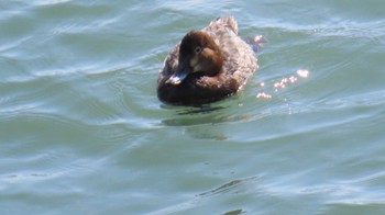 Common Pochard 長良川河口堰 Mon, 3/11/2024