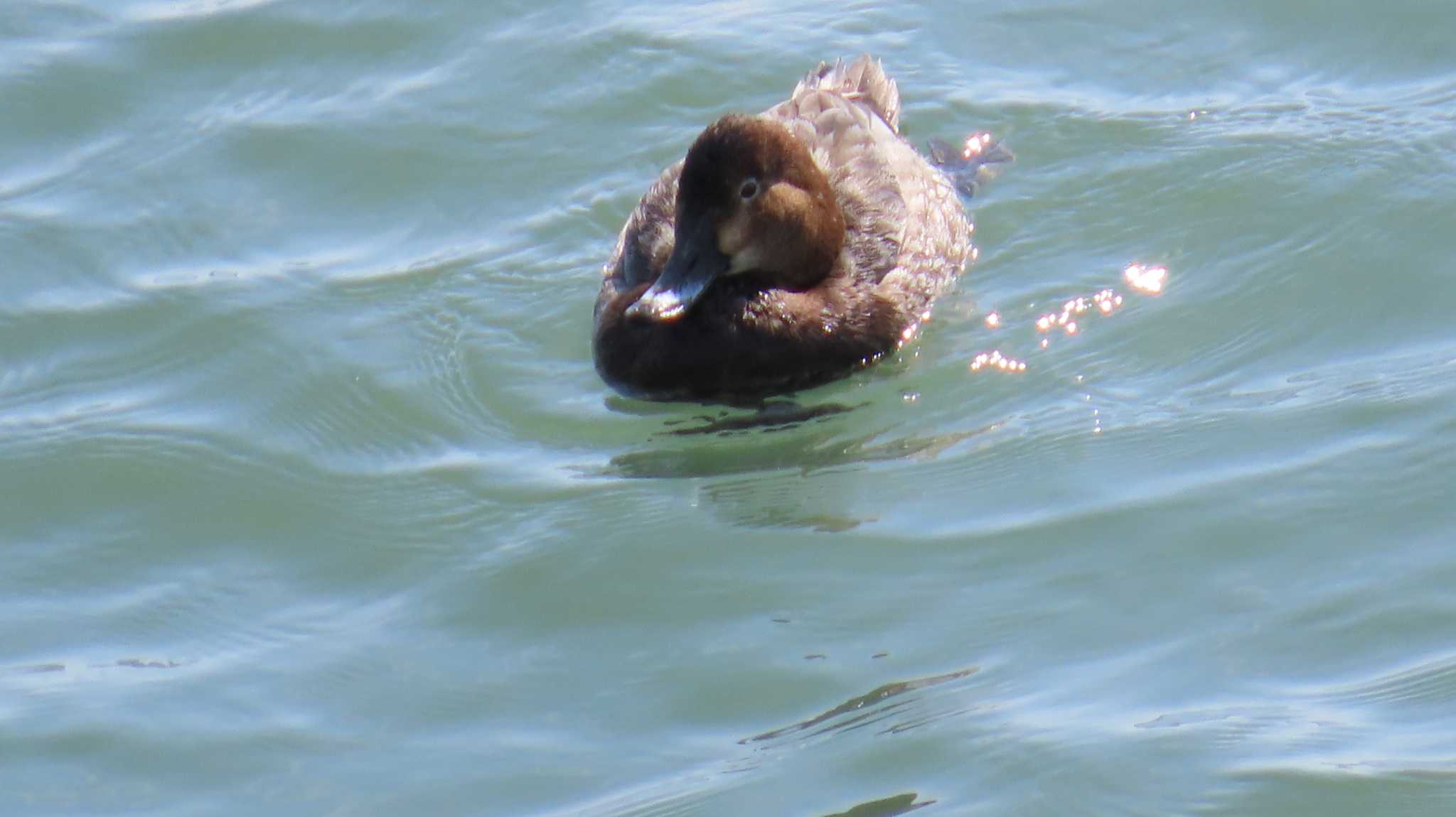 Photo of Common Pochard at 長良川河口堰 by ザキ