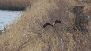 Hen Harrier 長良川河口堰 Mon, 3/11/2024