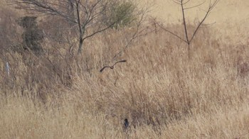 Hen Harrier 長良川河口堰 Mon, 3/11/2024