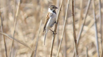 Common Reed Bunting 長良川河口堰 Mon, 3/11/2024