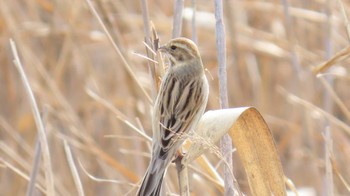 Common Reed Bunting 長良川河口堰 Mon, 3/11/2024