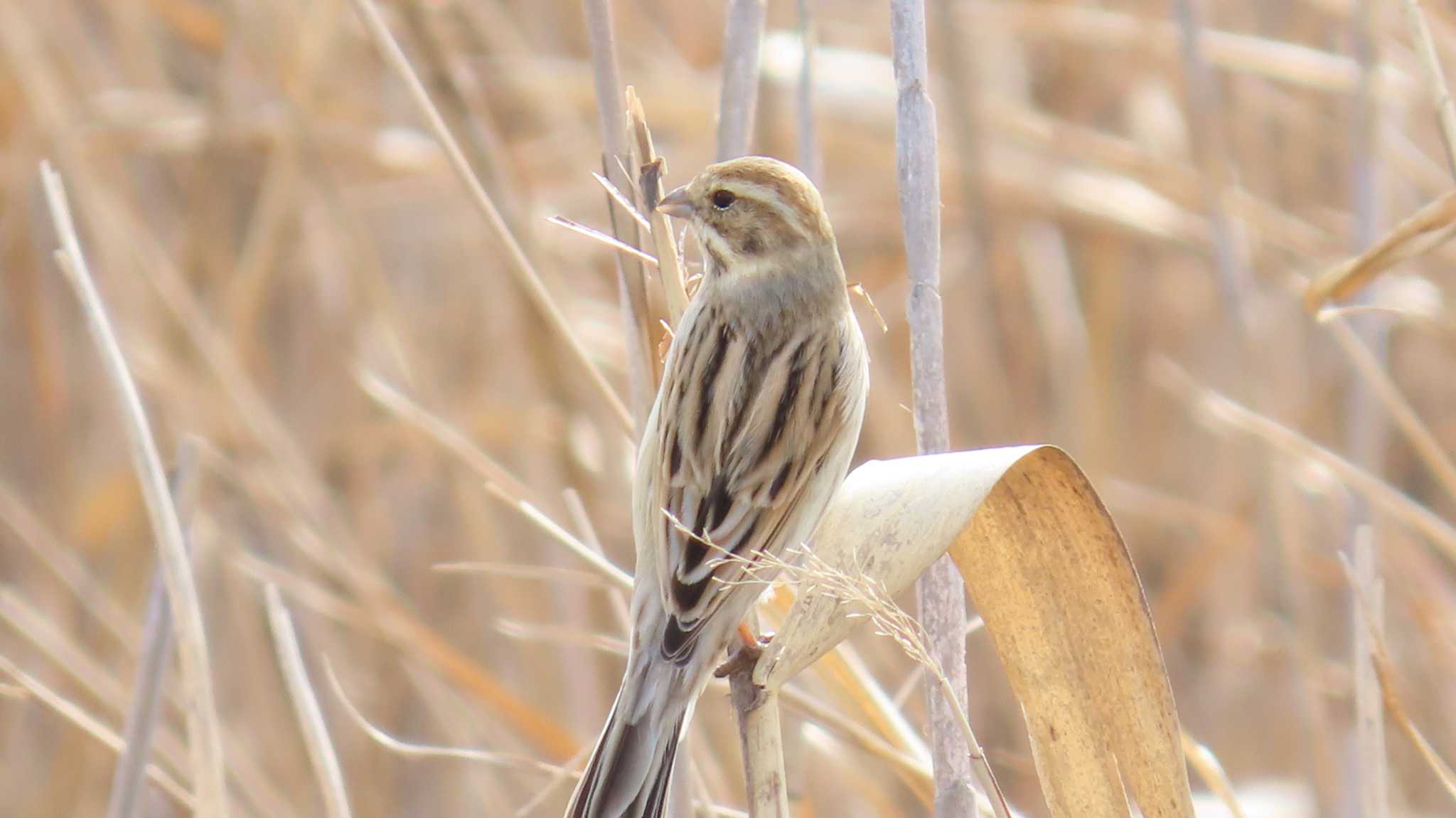 Photo of Common Reed Bunting at 長良川河口堰 by ザキ