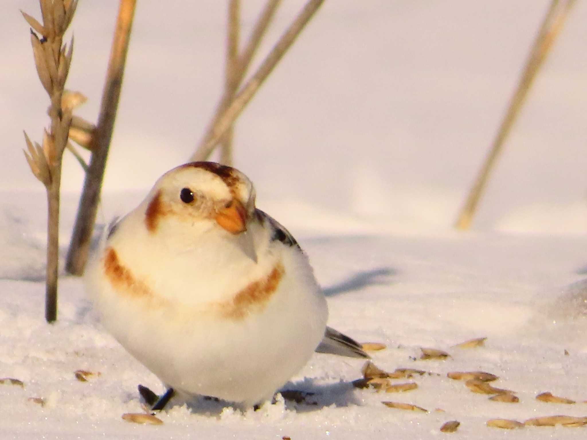 Snow Bunting