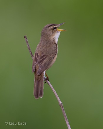 Black-browed Reed Warbler 熊本 Sun, 5/28/2023