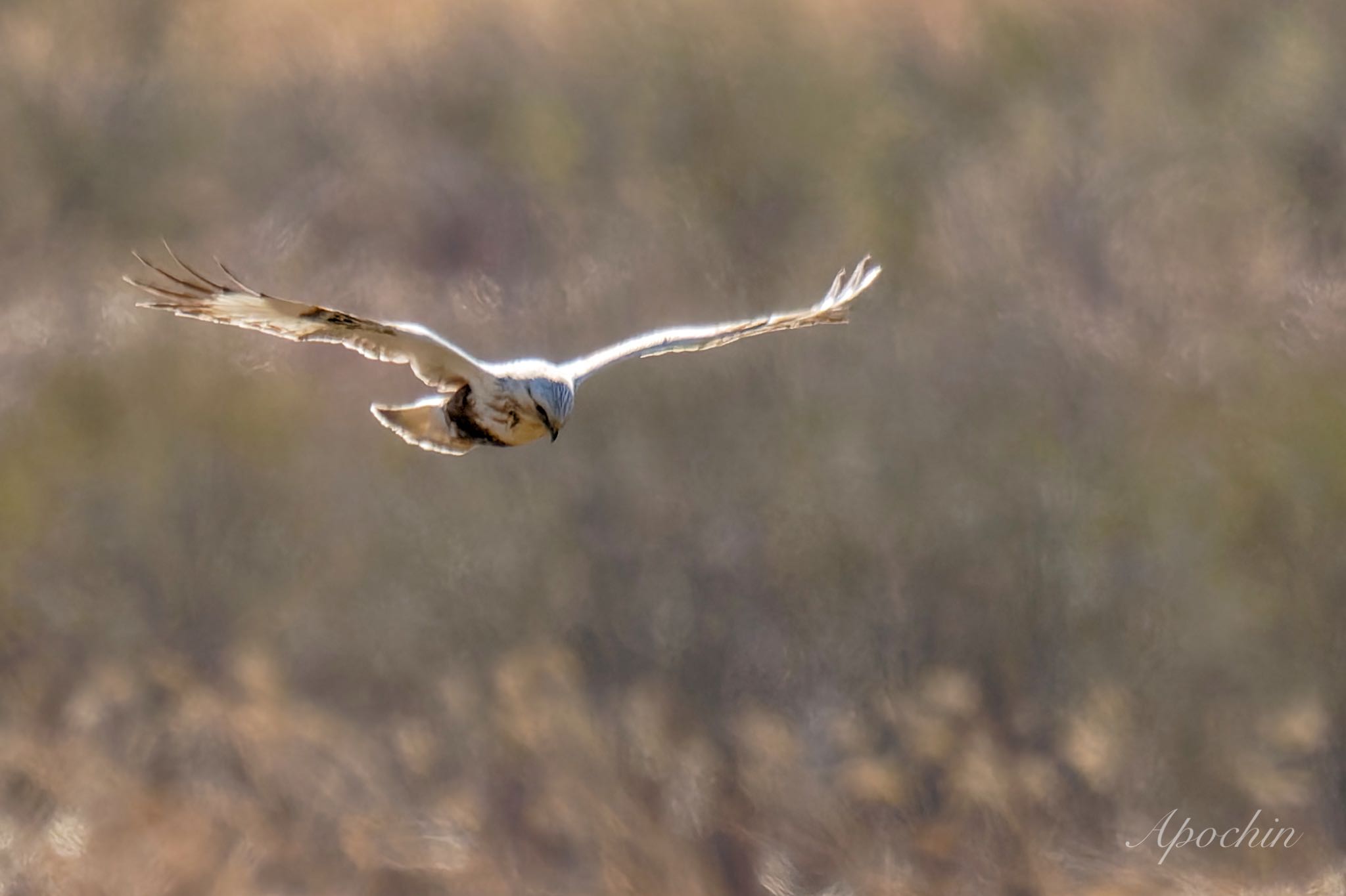 Rough-legged Buzzard