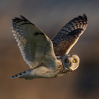 Short-eared Owl 熊本 Tue, 12/27/2022