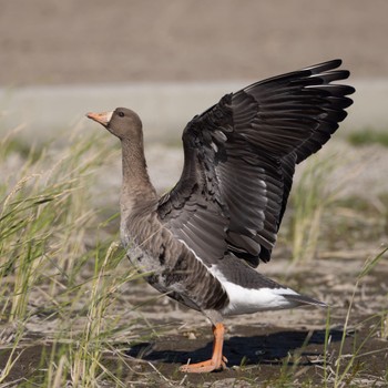 Greater White-fronted Goose 熊本 Thu, 10/13/2022