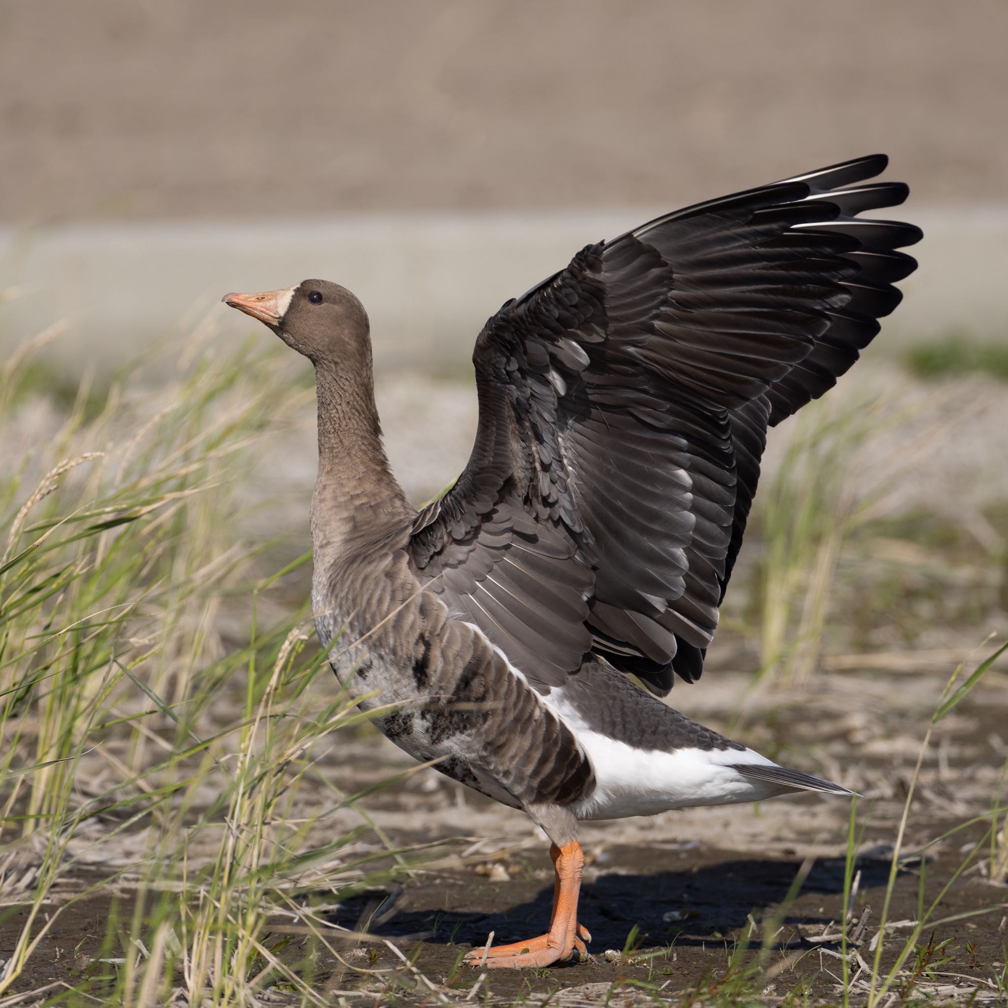 Photo of Greater White-fronted Goose at 熊本 by アグリ