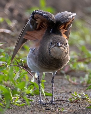 Oriental Pratincole 佐賀 Thu, 9/29/2022