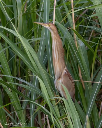 Yellow Bittern 福岡 Mon, 7/4/2022