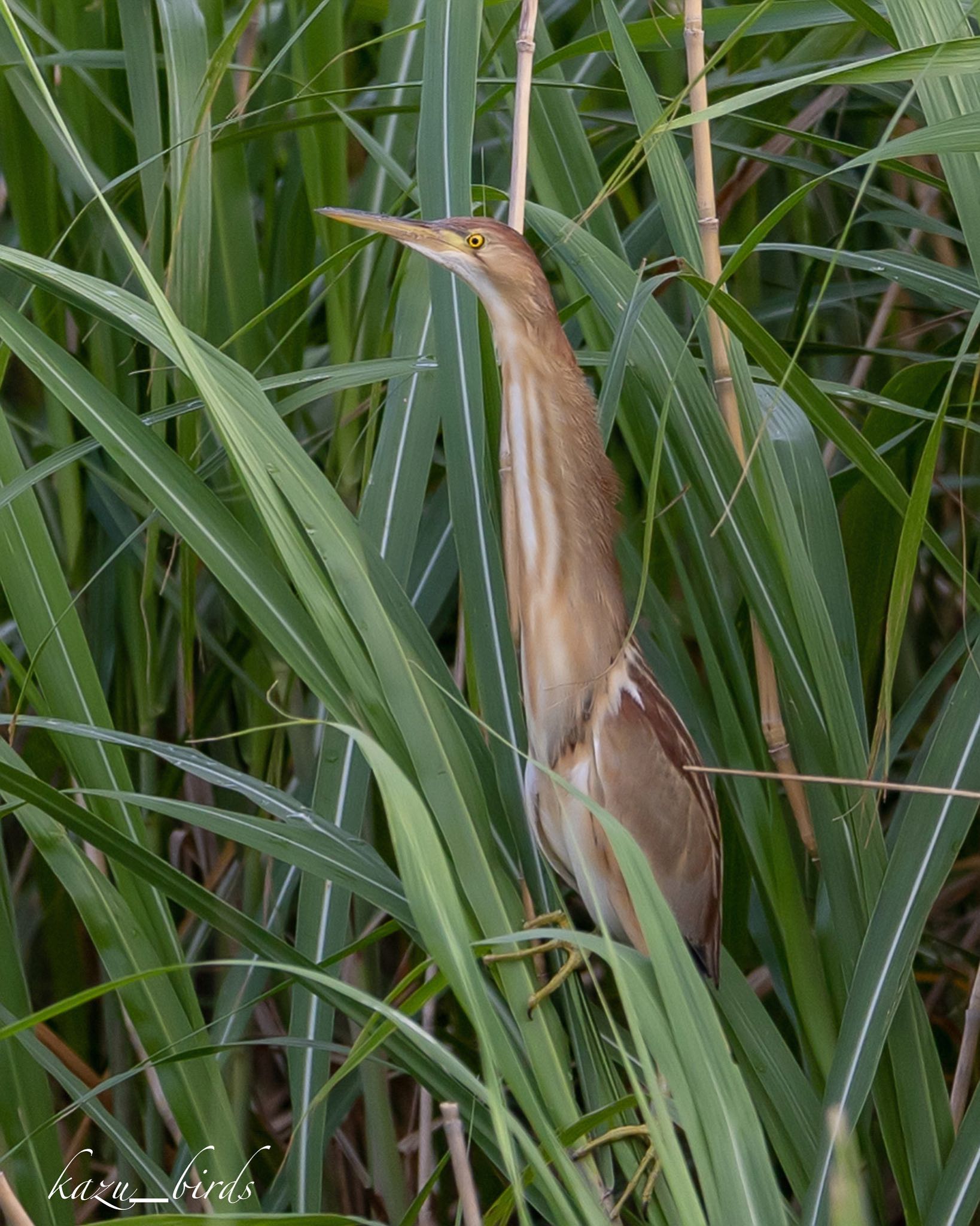 Photo of Yellow Bittern at 福岡 by アグリ