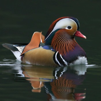 Mandarin Duck 福岡 Sat, 1/14/2023