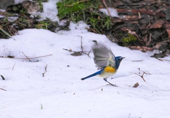 Red-flanked Bluetail 神奈川県相模原市 Thu, 2/15/2024