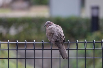 カノコバト 台中公園(台湾) 2024年1月27日(土)