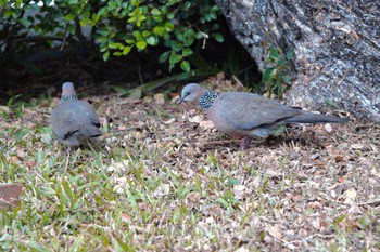 Spotted Dove 台中公園(台湾) Sat, 1/27/2024