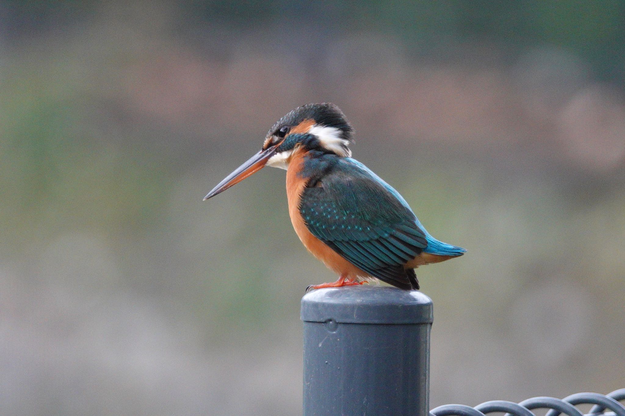 Photo of Common Kingfisher at 台中公園(台湾) by のどか