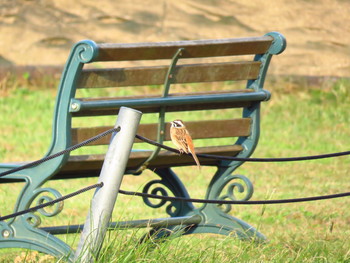 Meadow Bunting マザー牧場 Sat, 10/20/2018