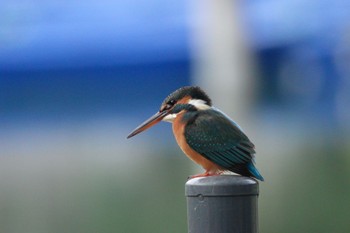 Common Kingfisher 台中公園(台湾) Sat, 1/27/2024