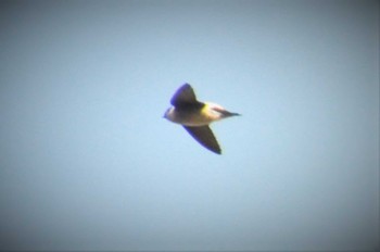 Asian House Martin 立田山 Sun, 2/7/2016