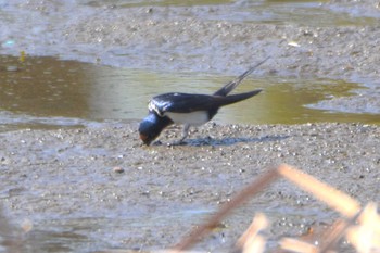 ツバメ 江津湖 2018年3月29日(木)