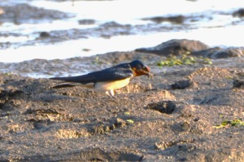 Barn Swallow 江津湖 Tue, 3/22/2016