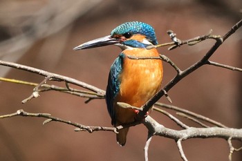 カワセミ 片倉城跡公園 2024年3月9日(土)