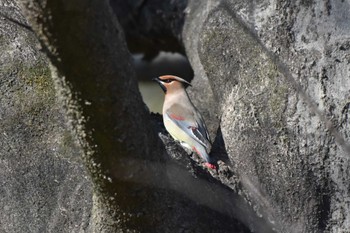 ヒレンジャク 上麻生野鳥の森公園 2024年3月10日(日)