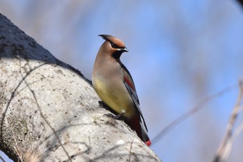 ヒレンジャク 上麻生野鳥の森公園 2024年3月10日(日)