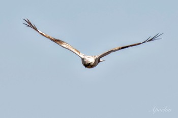 Sat, 3/9/2024 Birding report at 利根川