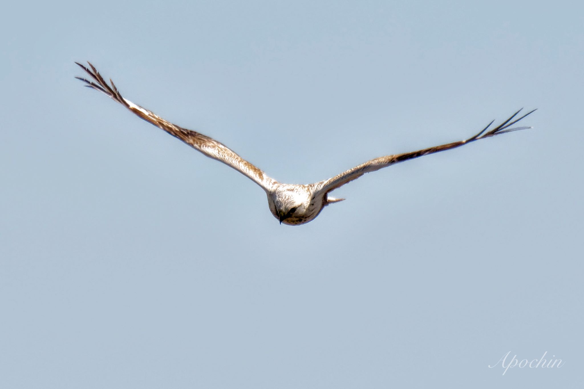 Rough-legged Buzzard