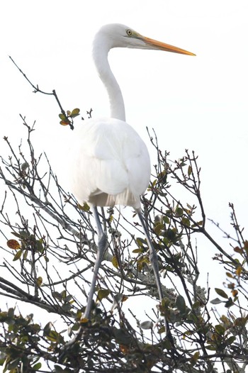 ダイサギ 明石公園 2024年1月28日(日)