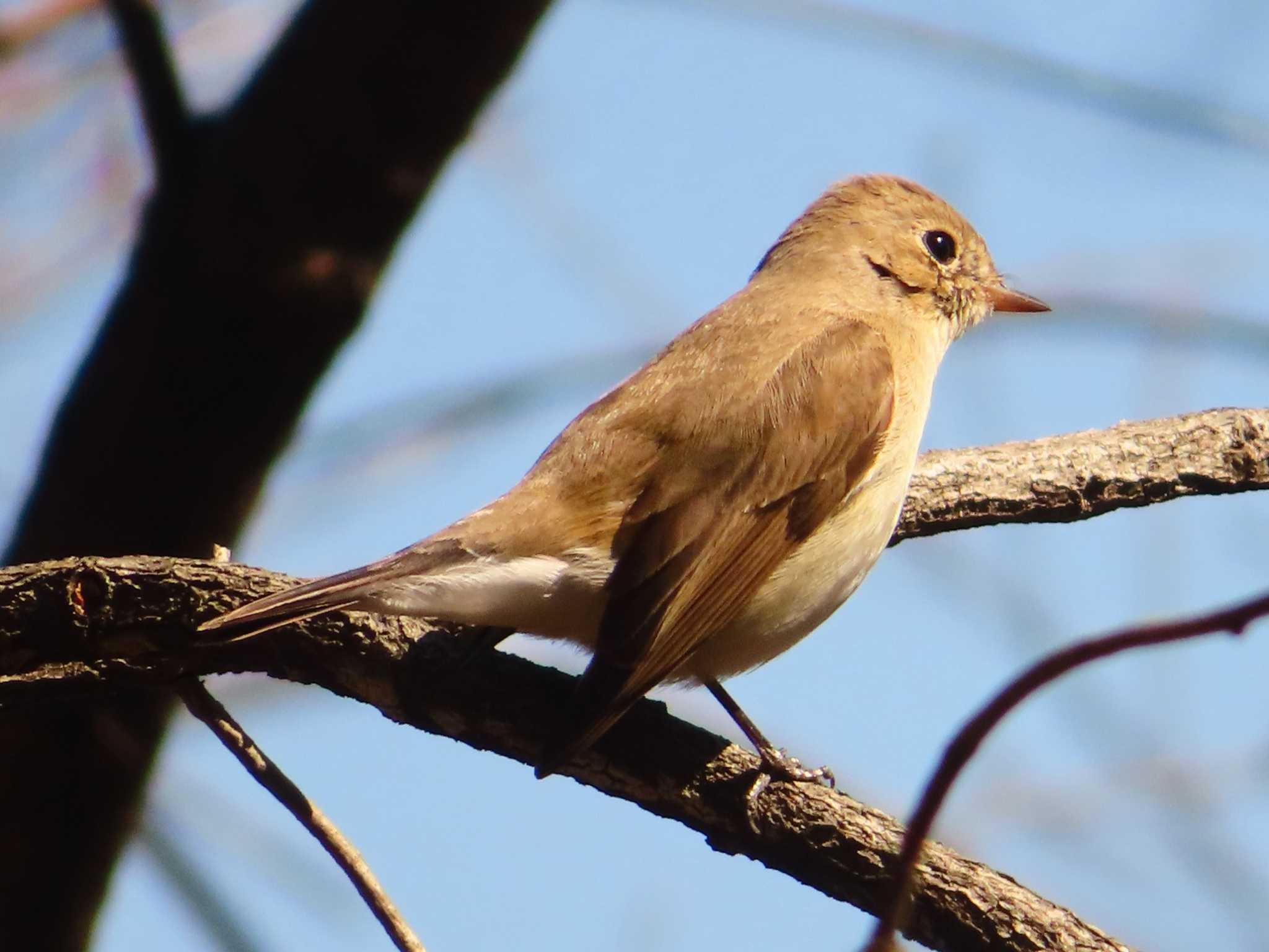 Red-breasted Flycatcher