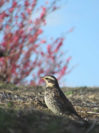 Dusky Thrush 神奈川県横浜市 Sat, 3/9/2024