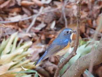 Sun, 2/18/2024 Birding report at 大町自然観察園