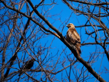 Eastern Buzzard Yoyogi Park Mon, 3/11/2024