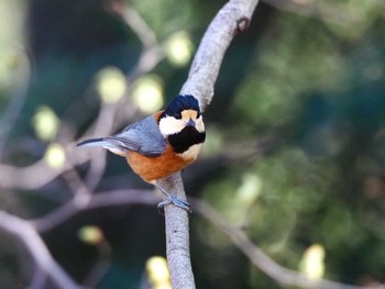 Varied Tit Yoyogi Park Mon, 3/11/2024