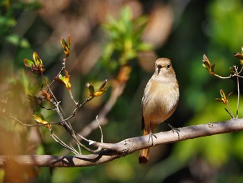 Daurian Redstart Meiji Jingu(Meiji Shrine) Mon, 3/11/2024