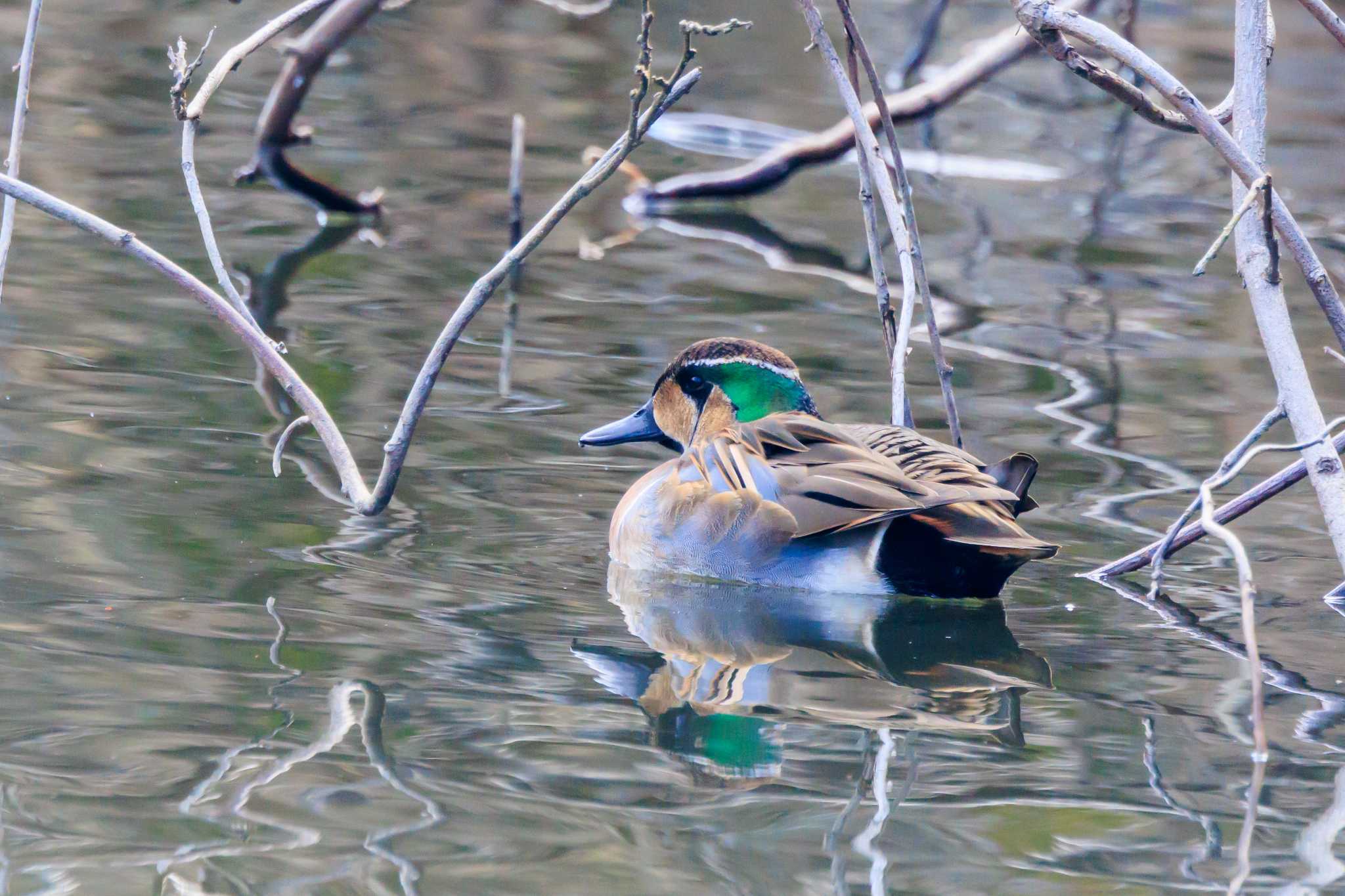 明石公園 トモエガモの写真 by ときのたまお