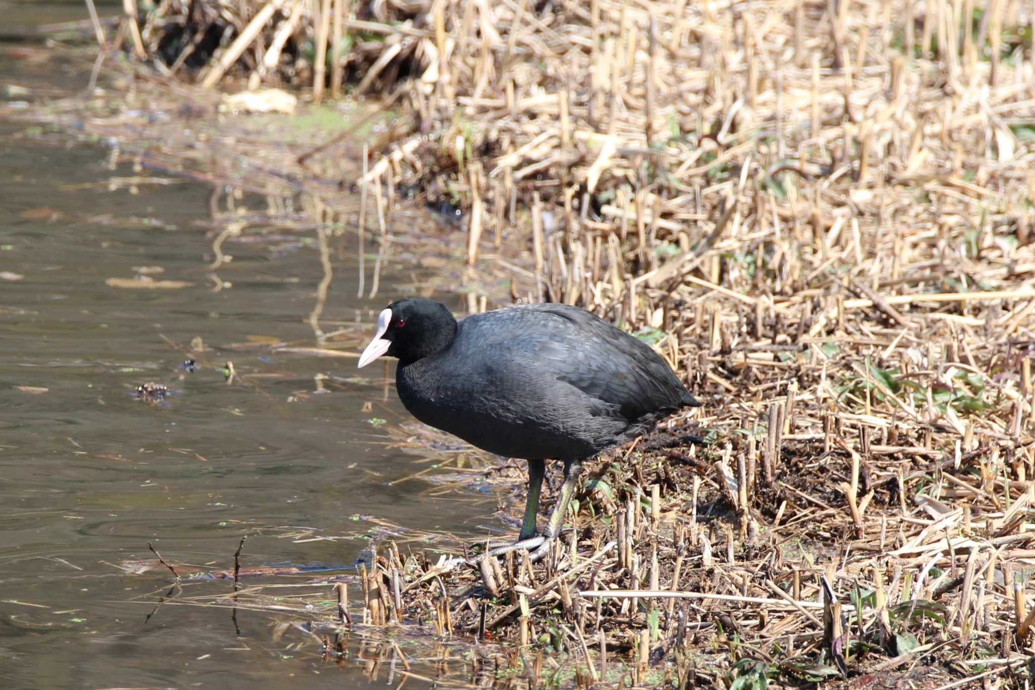 Photo of Eurasian Coot at 山田池公園 by Ryoji-ji