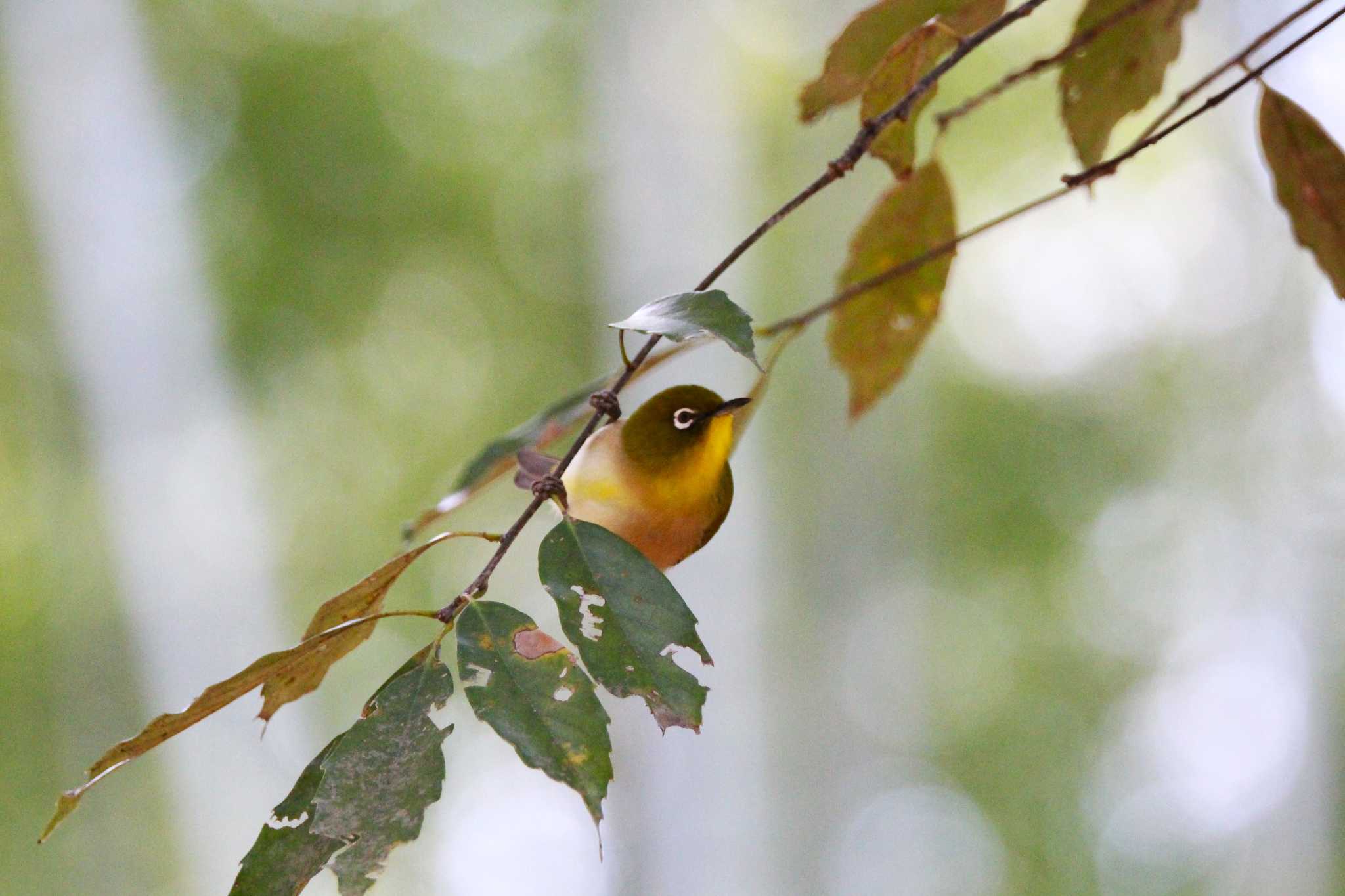 Photo of Warbling White-eye at 山田池公園 by Ryoji-ji