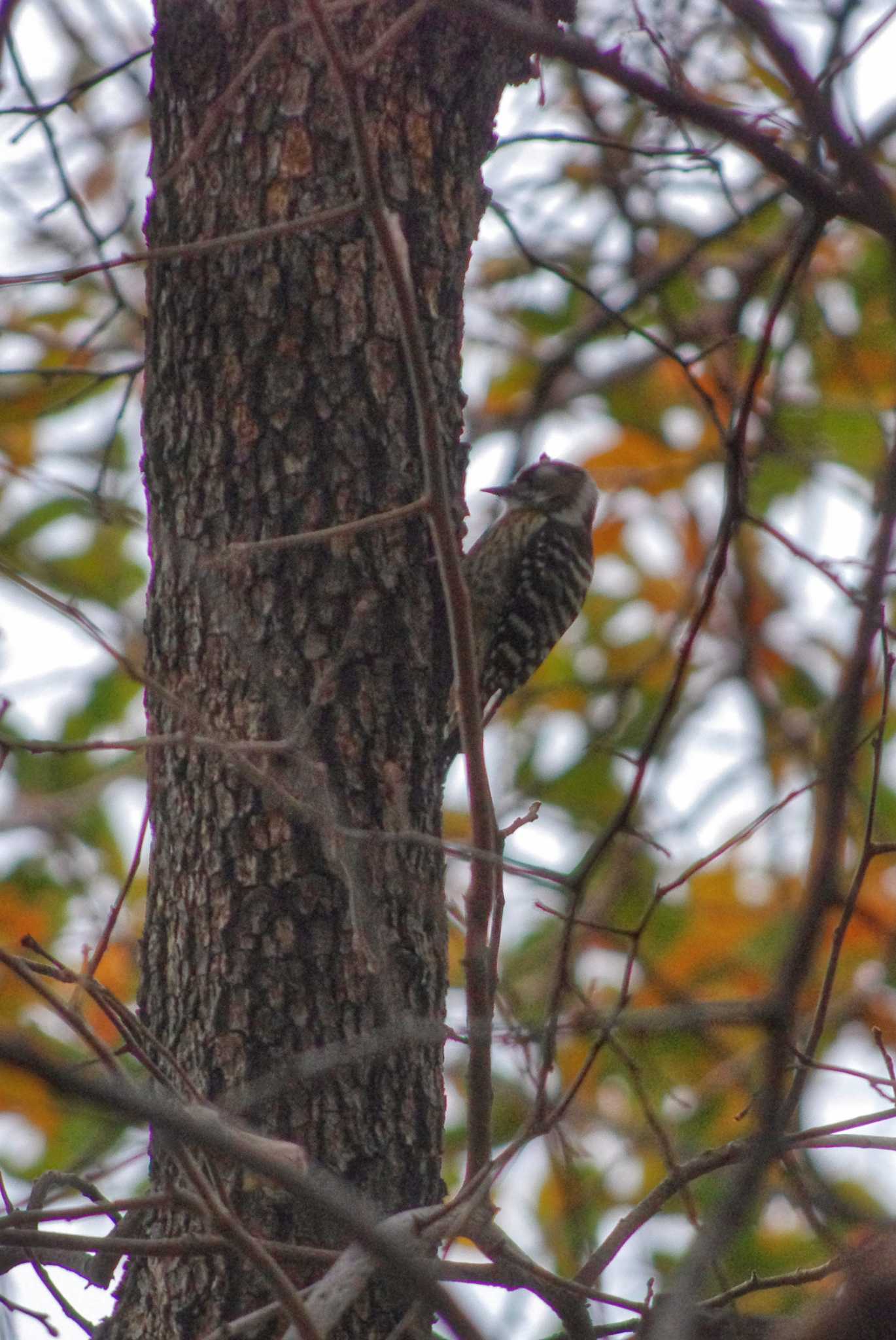 Japanese Pygmy Woodpecker