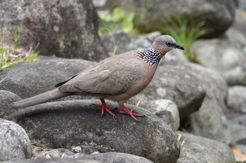 カノコバト 台中公園(台湾) 2024年1月27日(土)