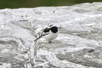 White Wagtail(leucopsis) 台中公園(台湾) Sat, 1/27/2024