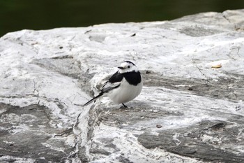 White Wagtail(leucopsis) 台中公園(台湾) Sat, 1/27/2024