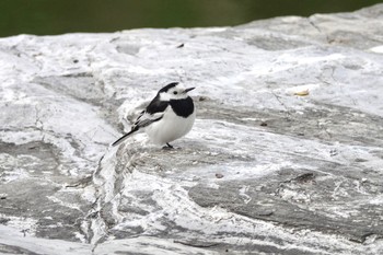 White Wagtail(leucopsis) 台中公園(台湾) Sat, 1/27/2024